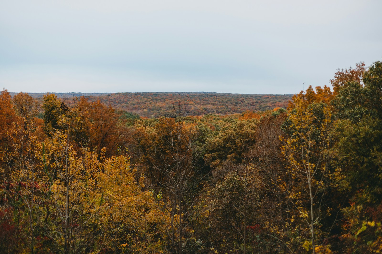 a forest filled with lots of trees covered in fall foliage